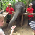 20090417 Half Day Safari - Elephant  50 of 104 